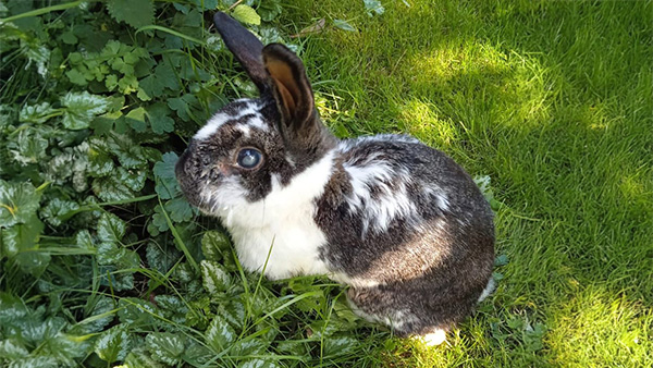 kaninchen-blind_600x338