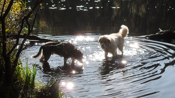 tierkommunikation_600x338